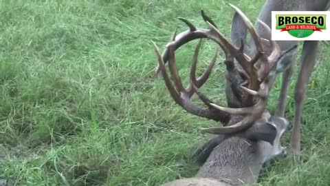 Broseco Ranch Locked Up Bucks