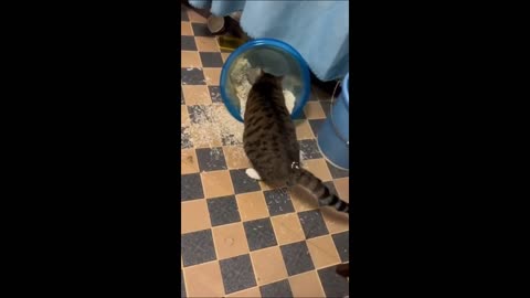 Funny animals - cats dogs - Funny animal videos