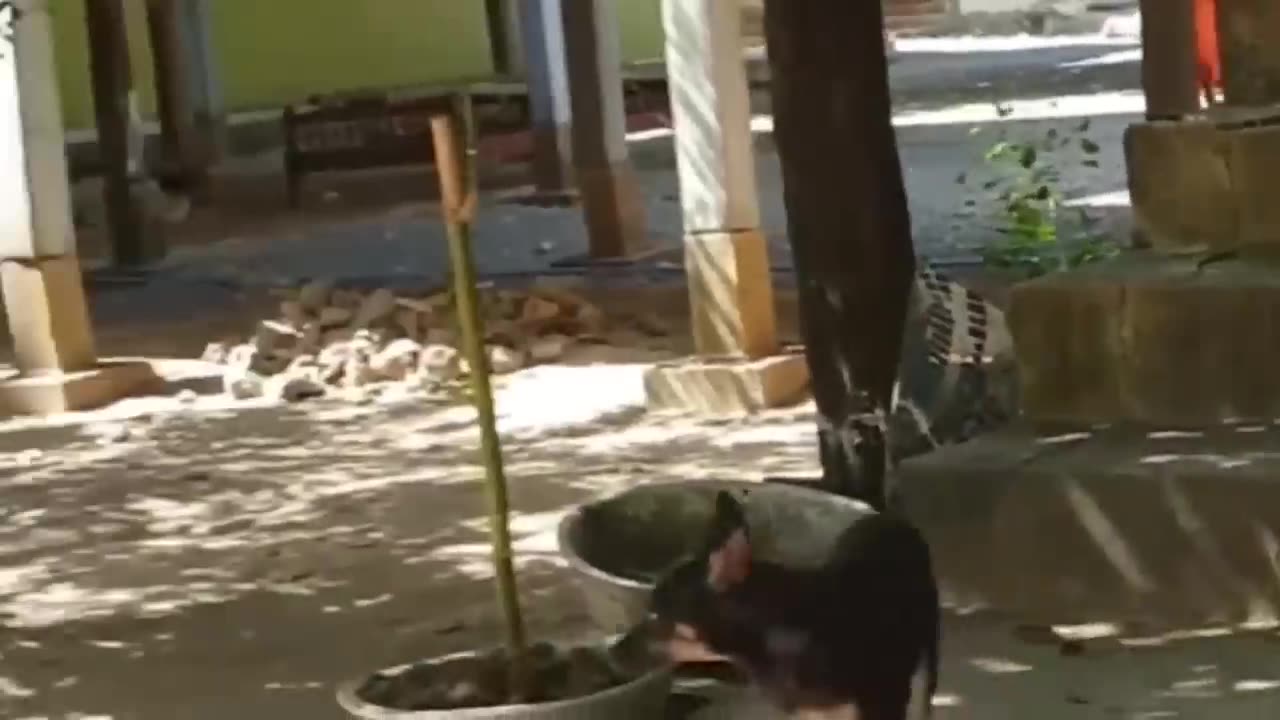 Troll Prank, Fake lion, Fake tiger, Prank dog