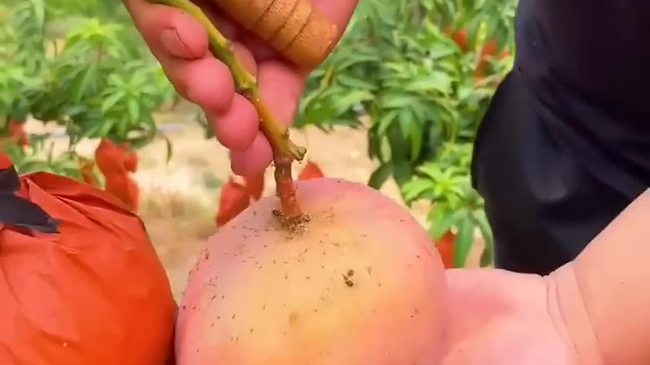 Golden Mango