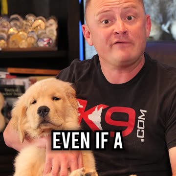 Top 3 Dog Breeds for Families