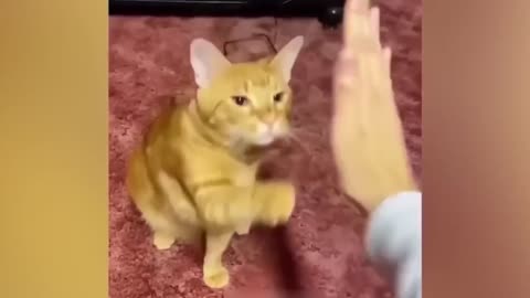 Cute cats funny videos🐈😹❤️