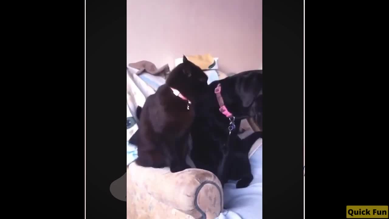 Dogs and Cats Very Funny Videos