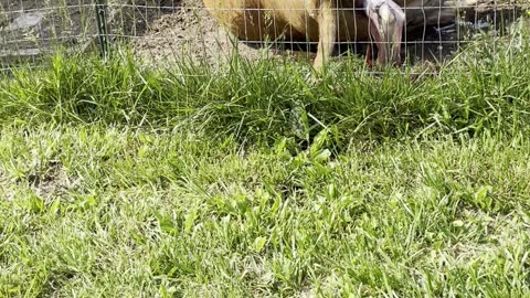 The Birth Of A Jersey Calf