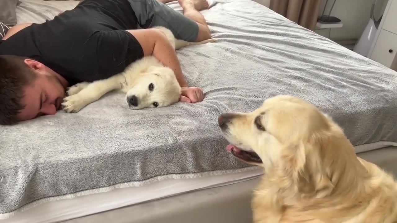 Jealous Golden Retriever Reaction to Human Dad with Another Puppy