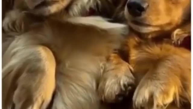 Top Funny Cute Dog Videos and TIKTOK Compilation