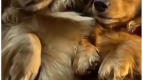 Top Funny Cute Dog Videos and TIKTOK Compilation