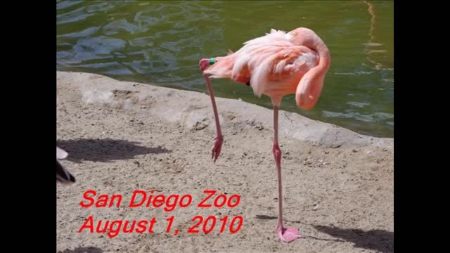 A Day At The San Diego Zoo