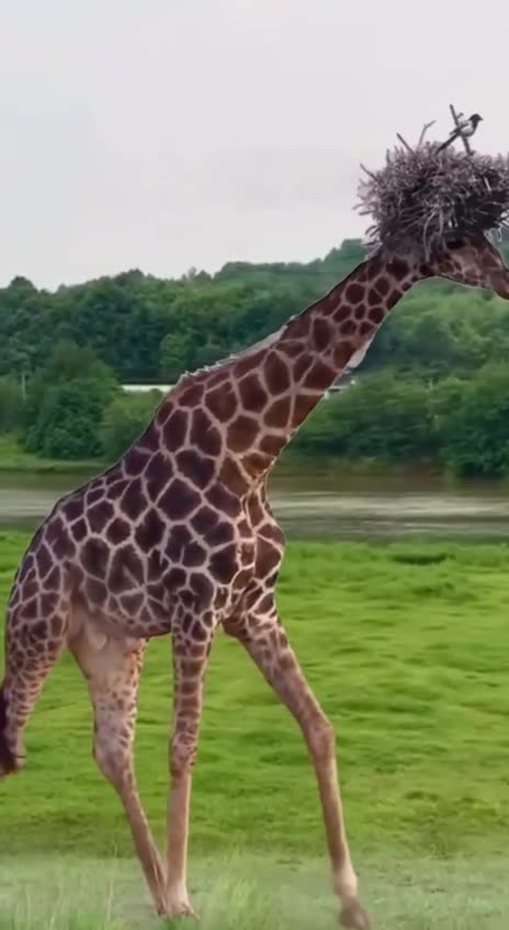 Nice place to build a nest?