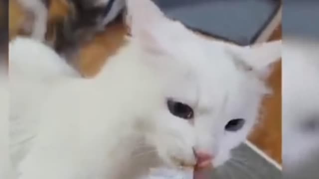 Funny cat video.. best cat video. Viral 2022