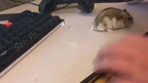 hamster meme by Savage boy | Tiktok