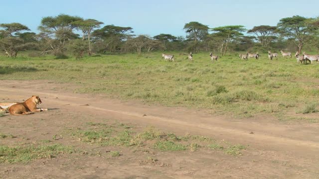 a female lioness watches a group of zebras