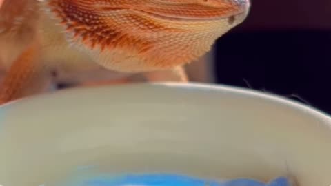 look this lizard 🦎 is eating insects natural#crazy#short#video#show