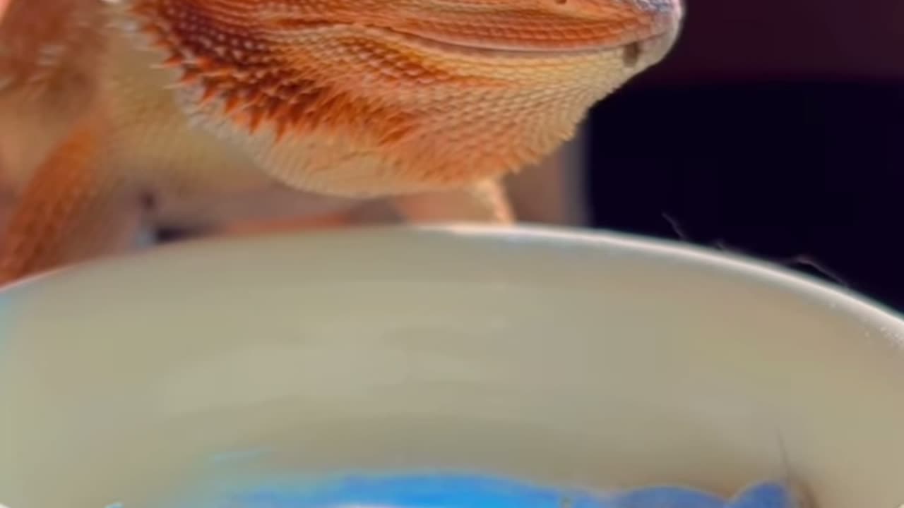 look this lizard 🦎 is eating insects natural#crazy#short#video#show