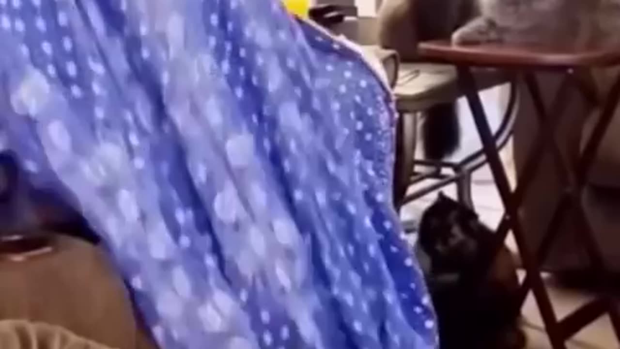 Funny animal video