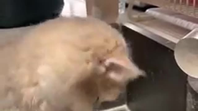 Funny cats! Try to not laugh