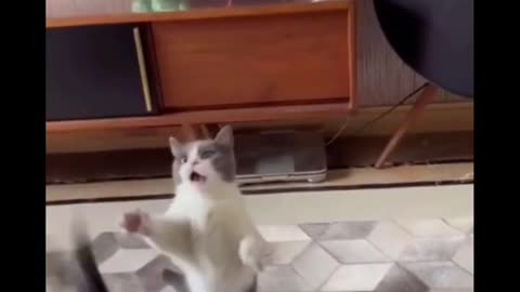 Cute Funny Animals Videos Pets Dogs Cats Compilation 2022