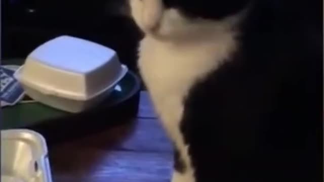 Hilarious Animal Videos That Will Make You Laugh (Funny Pets)
