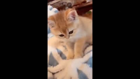 Funny animals video