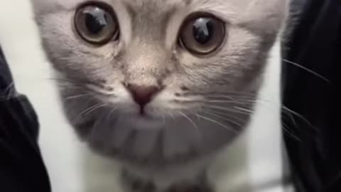 Cute Kitten Baby Cat Funny Cat Videos