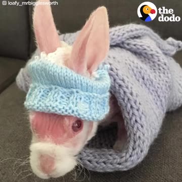 Hairless Bunny Finds Family Who Loves Him | The Dodo
