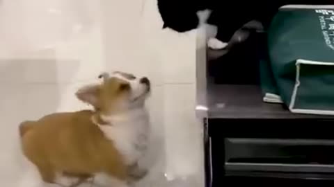 hilarious cat and dog