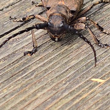 A flat-headed longhorn / beautiful insect in nature / very beautiful insect with long antennae.