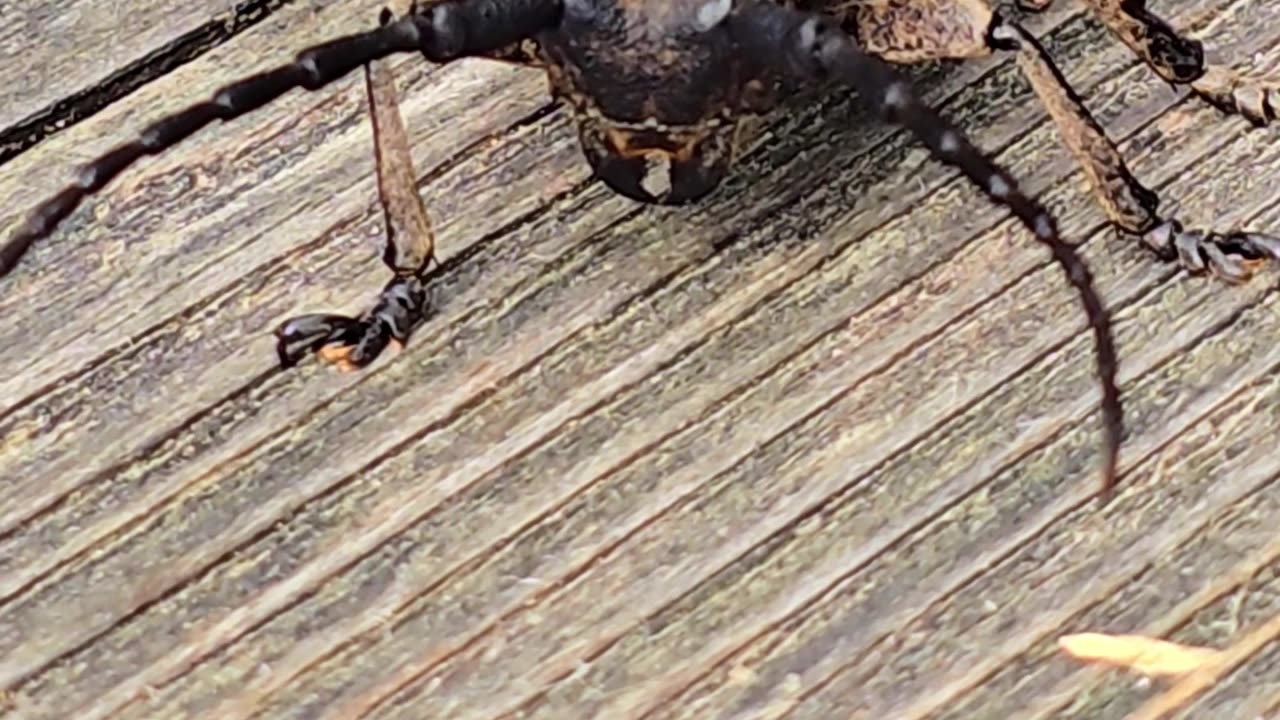 A flat-headed longhorn / beautiful insect in nature / very beautiful insect with long antennae.