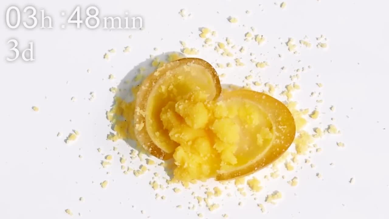 Egg VS Ants Timelapse