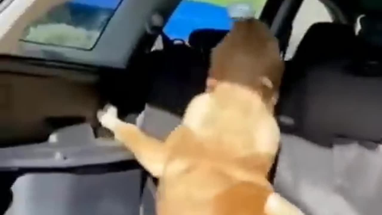 Cute and Funny Animal Video