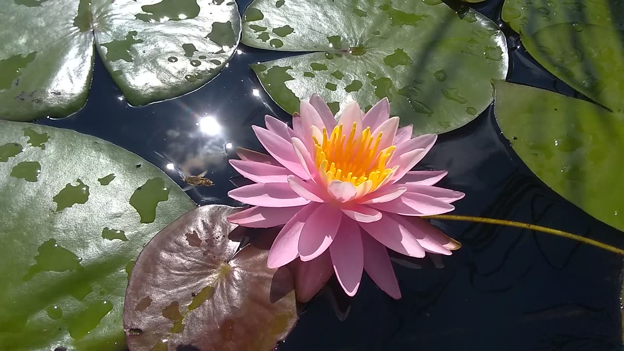 Water Lily