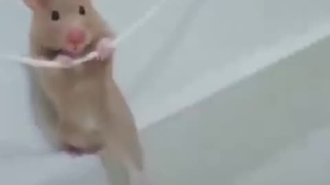 Funny animal video shot🤣🤣🤣🤣🤣