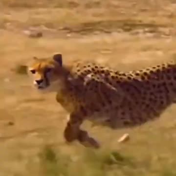 animals discovery#animals #video #viralshorts #viral