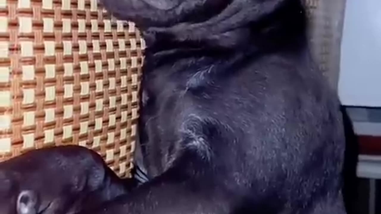 Adorable kitten playing piano.. 😍😍😻😻