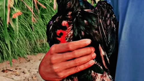 Aseel murga Ka shok Aseel birds