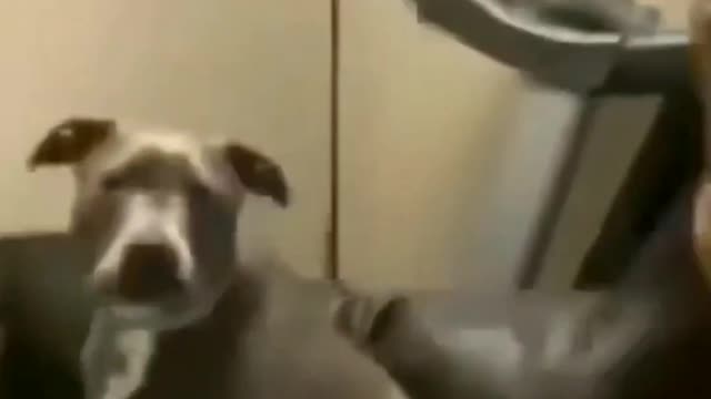 Funny animal video 2022 |😂😂😂| hello cat