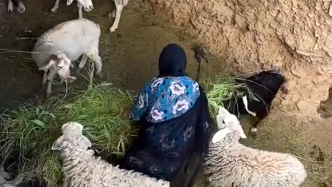 Animal love exist on all the world culture