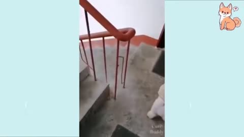 How to make a dog do tricks instantly 03