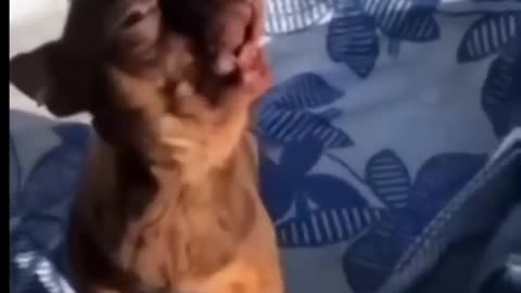 Funny dog and cat compilation shorts 😂😂