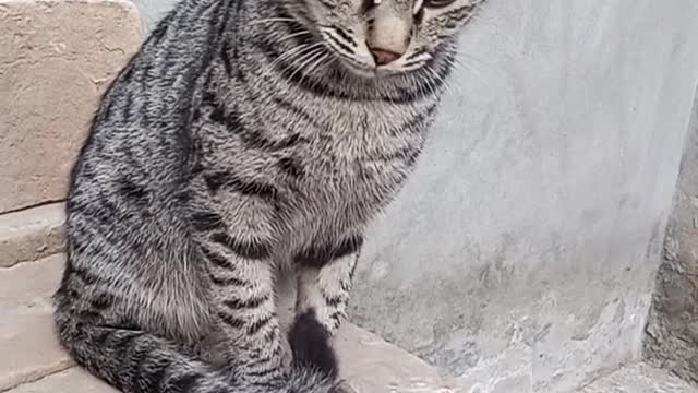 Cat video 2021#catandpets
