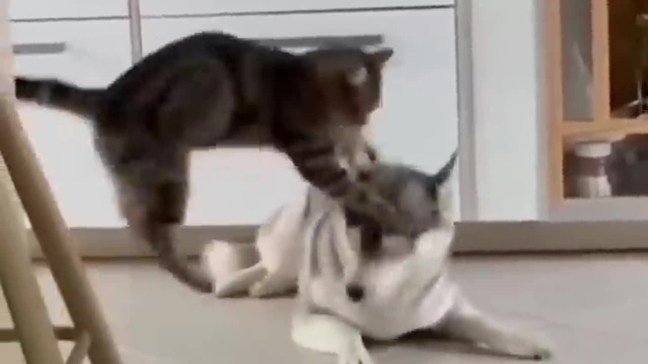 Funny Cat Fighting with dog