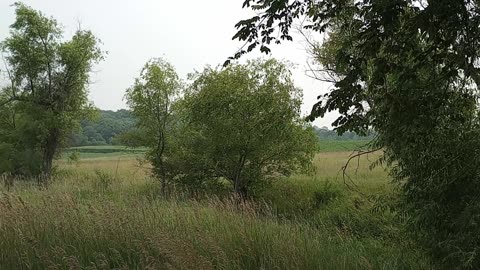 "Bob White" Quail calling