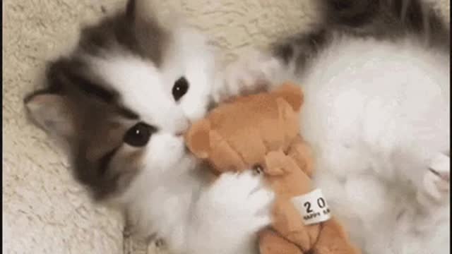 Cute Cat Gif