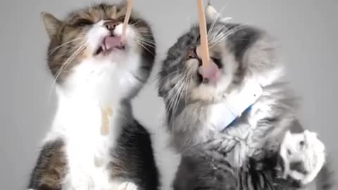 Funny Animals Series 510