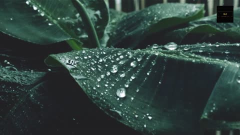 Rain in the forest for meditation, relaxetion, study and focus