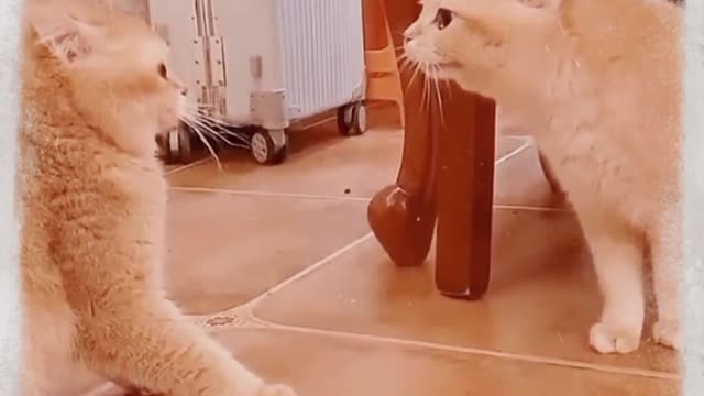 Funny Babies Laughing Out Loud at a Compilation of Cat and Dog (2022)