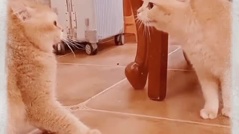 Funny Babies Laughing Out Loud at a Compilation of Cat and Dog (2022)