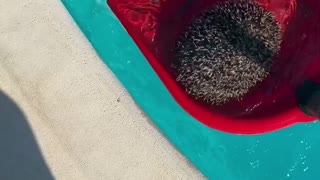 Hedgehog Saved From Swimming Pool