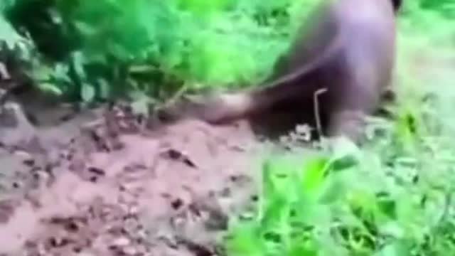 Funny animals, Cats, part 08
