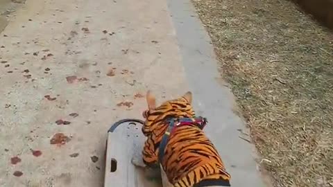 This puppy can skateboard!